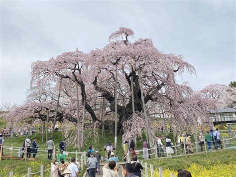 子孫樹|三春滝桜